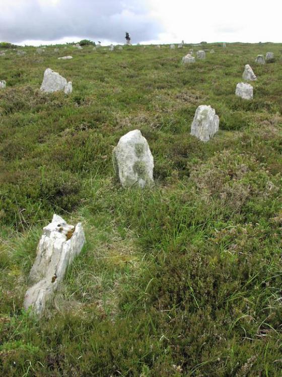 Hill O’Many Stanes (Multiple Stone Rows / Avenue)