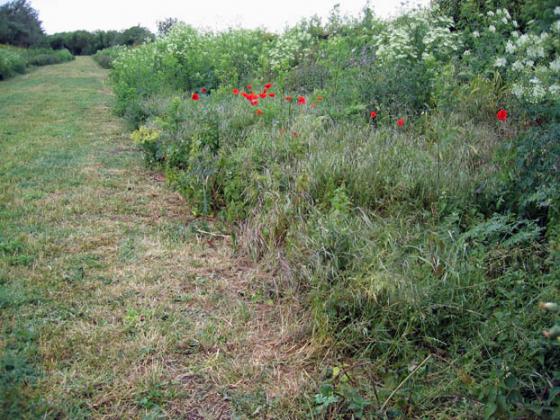 Flag Fen (Ancient Village / Settlement / Misc. Earthwork)