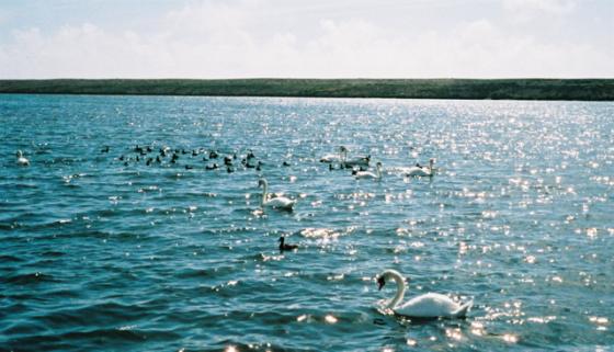 Abbotsbury & the Swannery