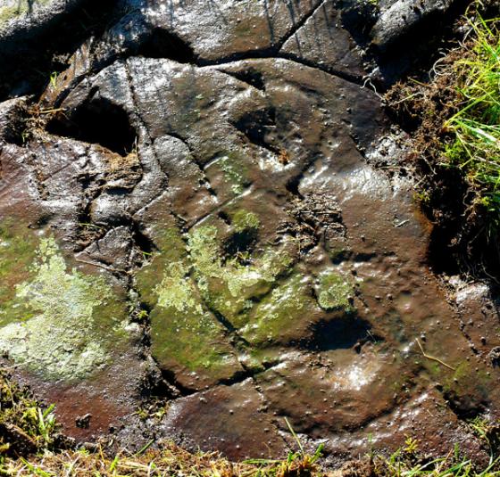 High Grange 1 (Cup and Ring Marks / Rock Art)