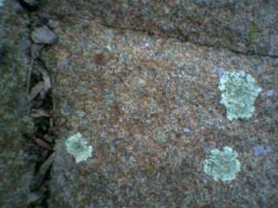 Corstorphine Hill (Cup Marked Stone)
