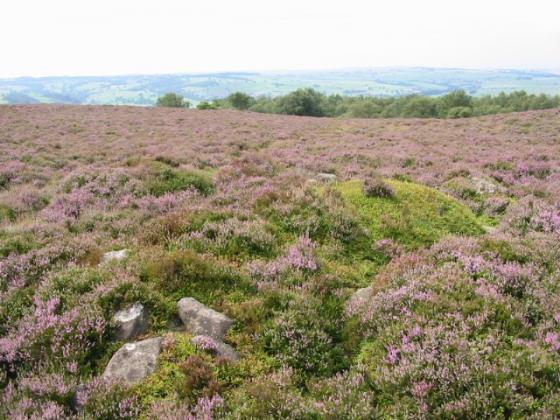 Stanton Moor