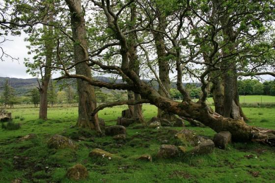 Lochbuie Kerb Cairn (Kerbed Cairn)