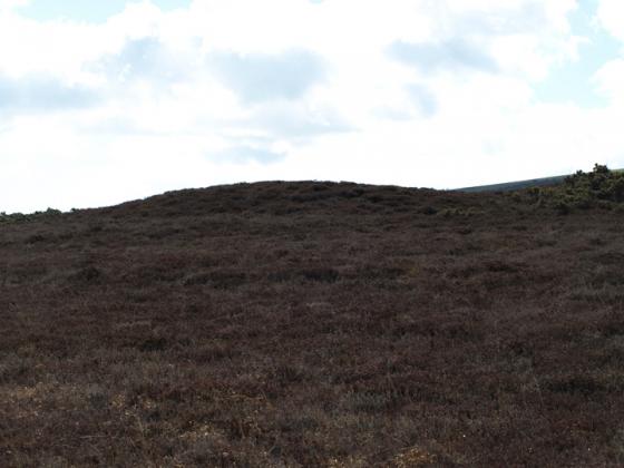 West Godlingston Heath (Barrow / Cairn Cemetery)