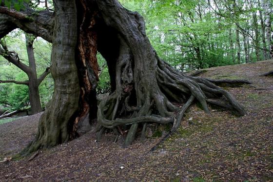 Weald Park (Hillfort)