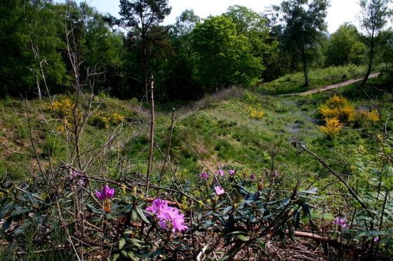 Holmbury Camp (Hillfort)