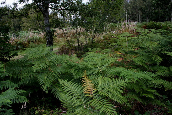 Image of Coneyfield Barrow (Round Barrow) by GLADMAN