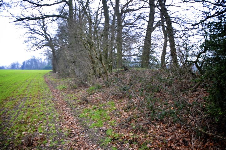 Image of Bozedown (Hillfort) by ginger tt