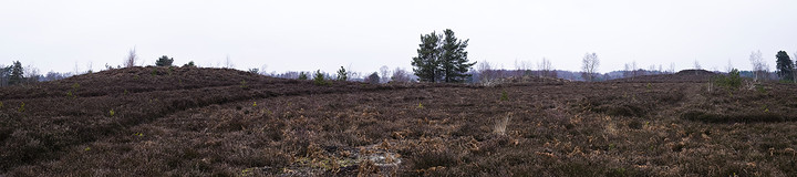 Image of Iping Common (Barrow / Cairn Cemetery) by A R Cane