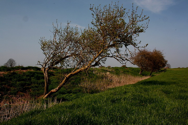Image of Stonea Camp (Hillfort) by GLADMAN