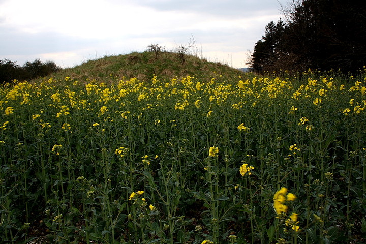 Image of White Sheet Hill (Long Barrow) by GLADMAN