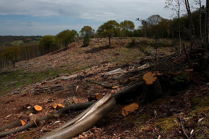 Image of Bigbury Camp (Hillfort) by GLADMAN
