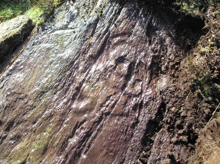 Image of Little Trochry (Cup and Ring Marks / Rock Art) by tiompan