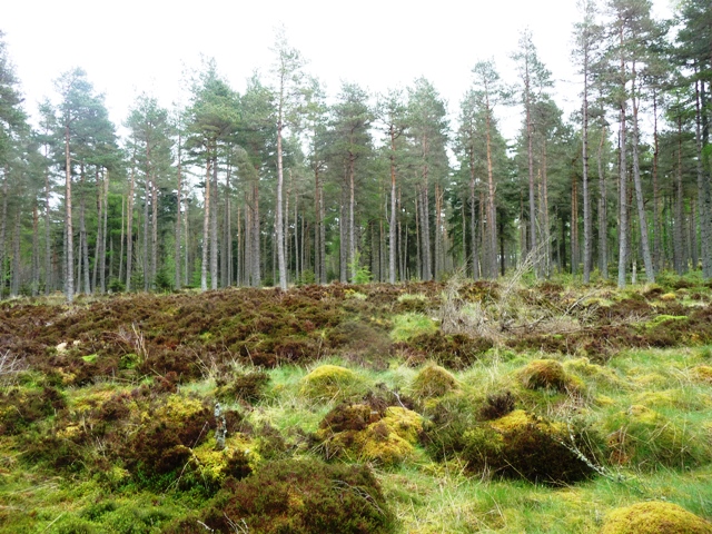 Image of Millstone Hill East 2 (Ring Cairn) by drewbhoy