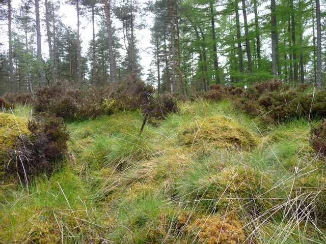 Image of Millstone Hill East 2 (Ring Cairn) by drewbhoy