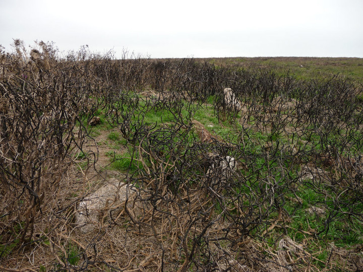 Image of Mulfra Hill round barrows (Round Barrow(s)) by thesweetcheat