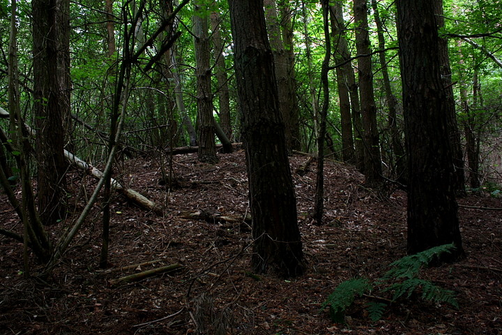 Image of Iffin Wood (Round Barrow(s)) by GLADMAN