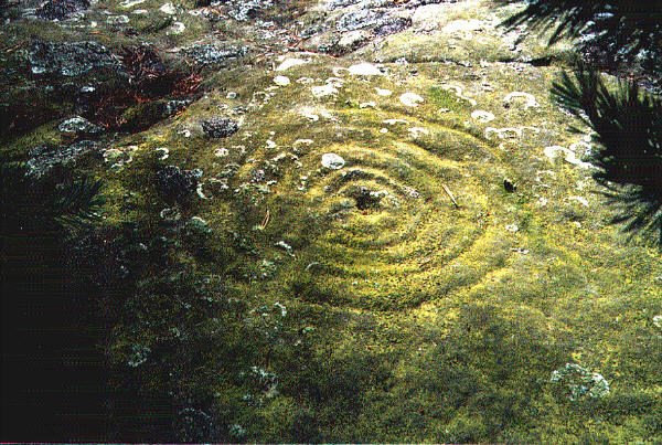 Image of Weetwood Moor (Cup and Ring Marks / Rock Art) by rockartuk