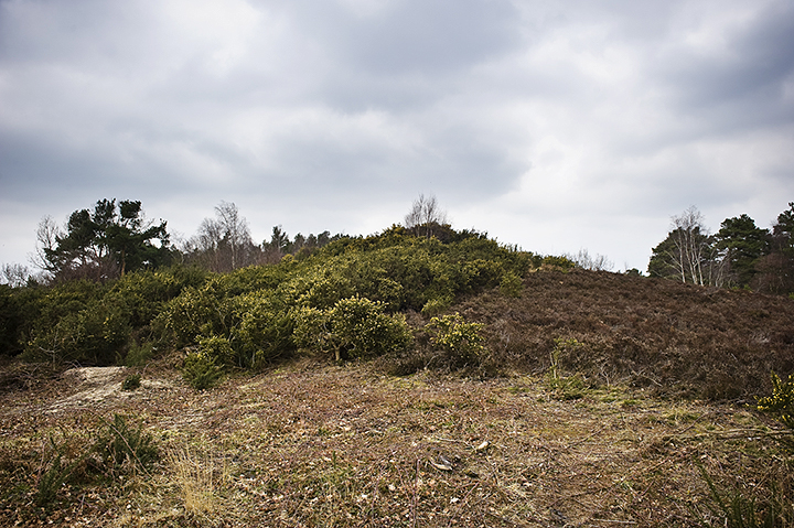 Image of Sullington Warren (Barrow / Cairn Cemetery) by A R Cane