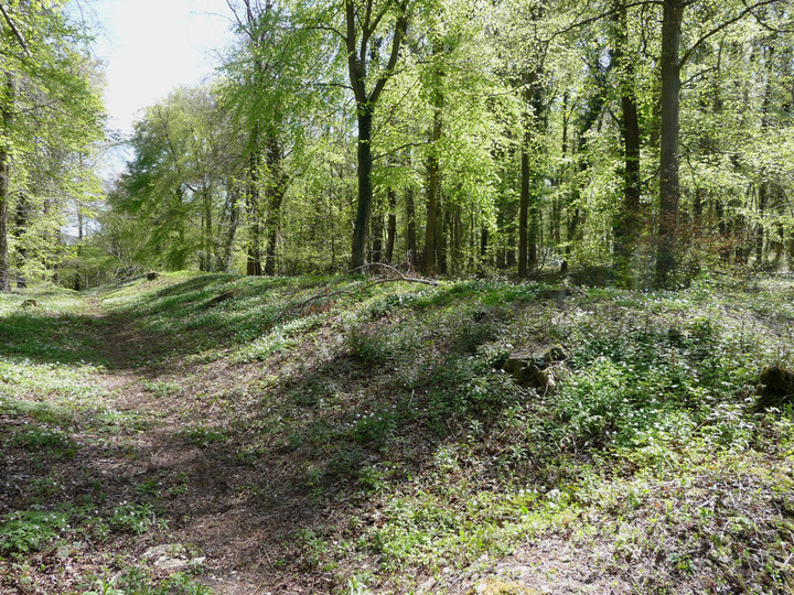 Image of Standish Wood (Dyke) by thesweetcheat
