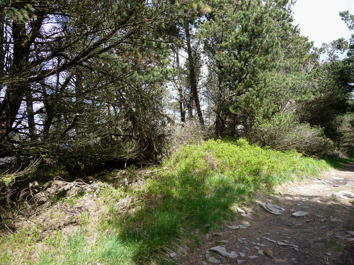 Image of Craig y Llyn (Neath) (Cairn(s)) by thesweetcheat