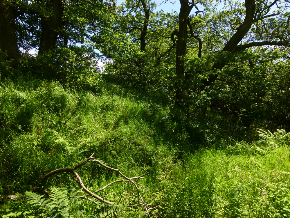 Image of Martinsell (Hillfort) by thesweetcheat