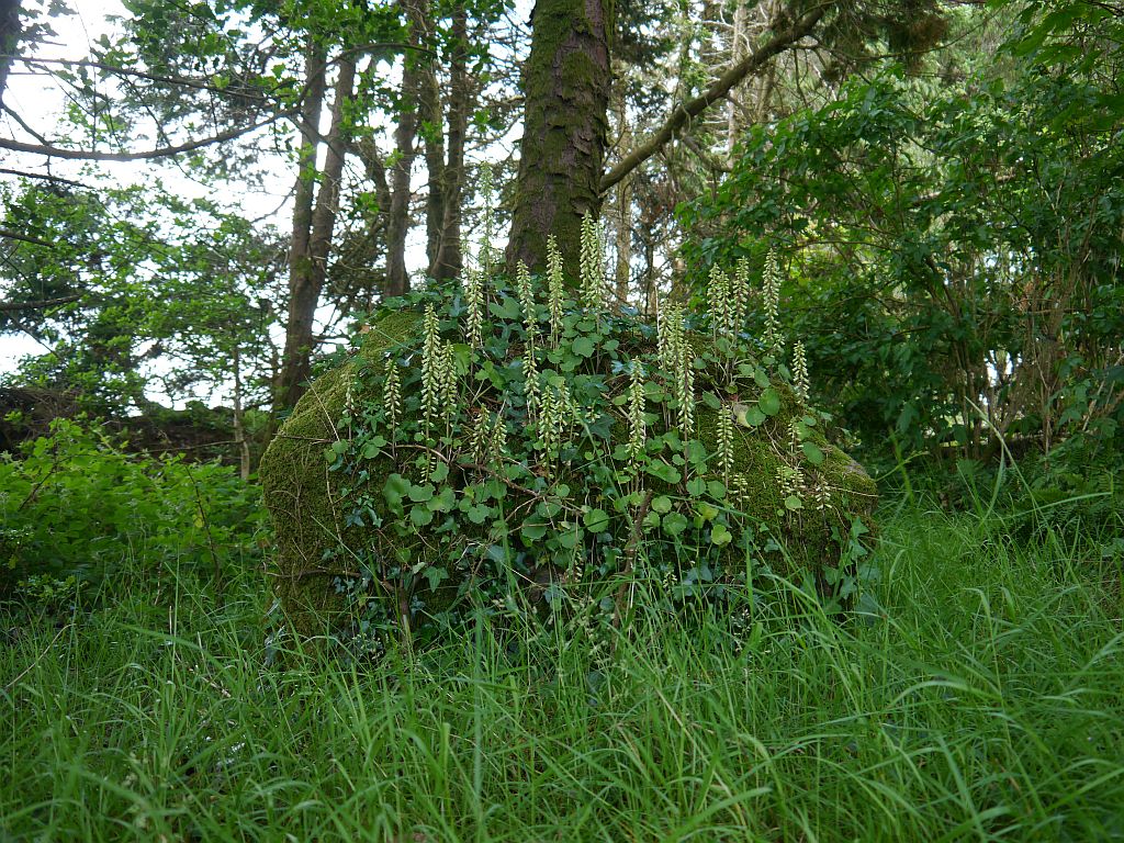 Image of Glantane East S (Stone Circle) by Meic