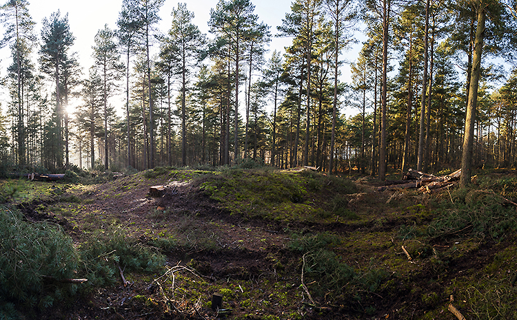 Image of Gallows Hill (Barrow / Cairn Cemetery) by A R Cane