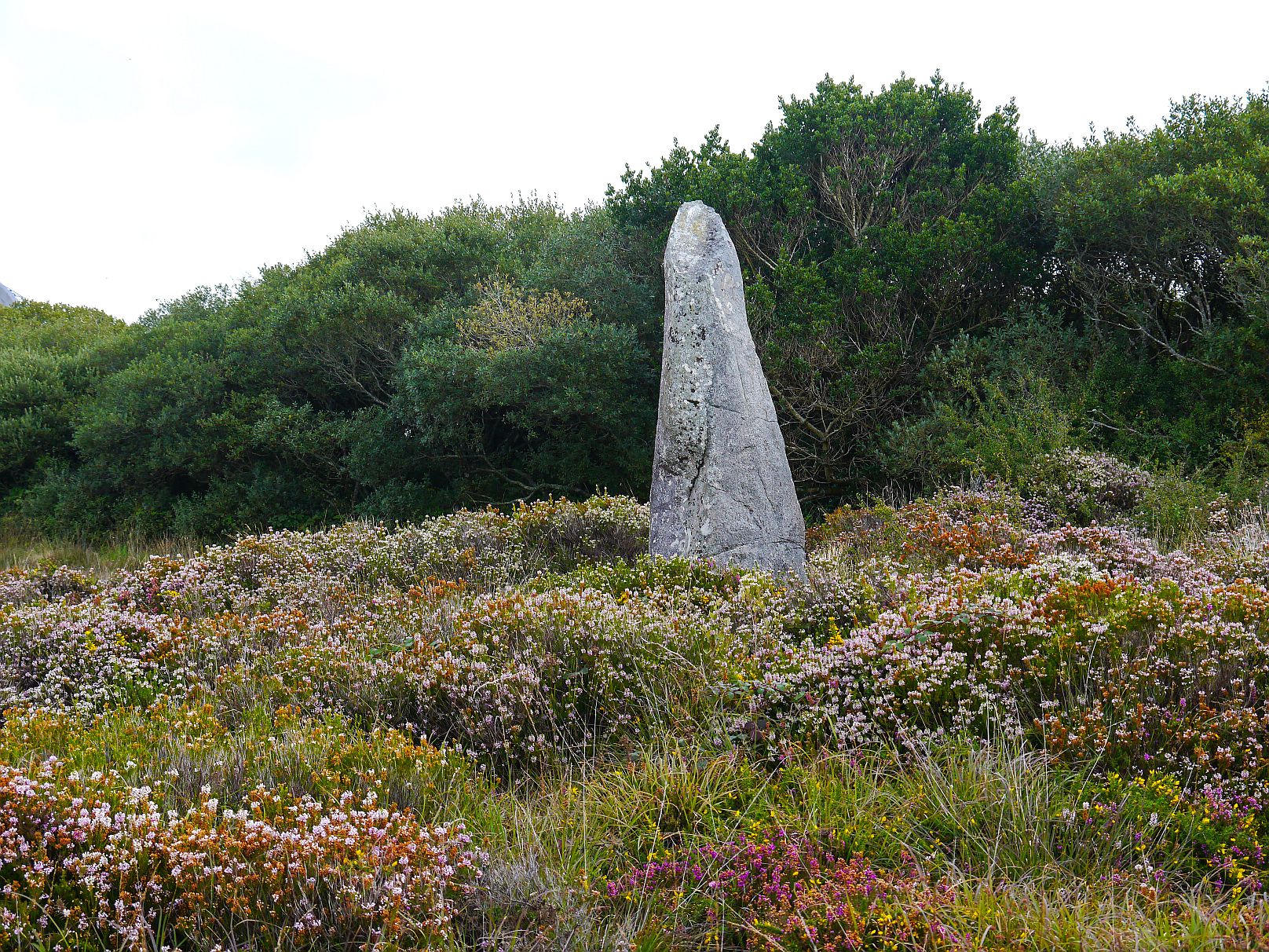 Image of Dry Tree Menhir by Meic