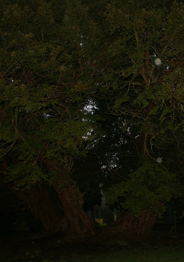 Image of Llangernyw Yew and Standing Stones (Christianised Site) by postman