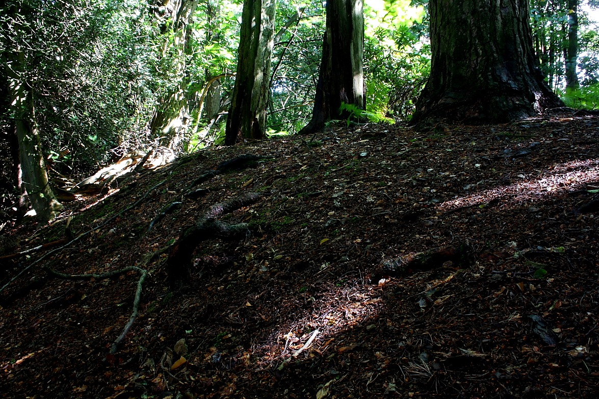 Image of Anstiebury Hillfort by GLADMAN