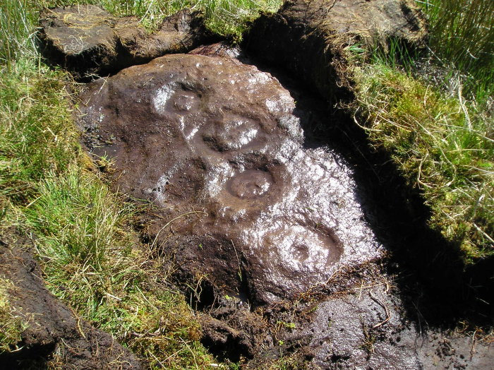 Image of Bog (Cup and Ring Marks / Rock Art) by tiompan