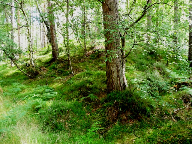 Image of Boghead (Cairn(s)) by drewbhoy