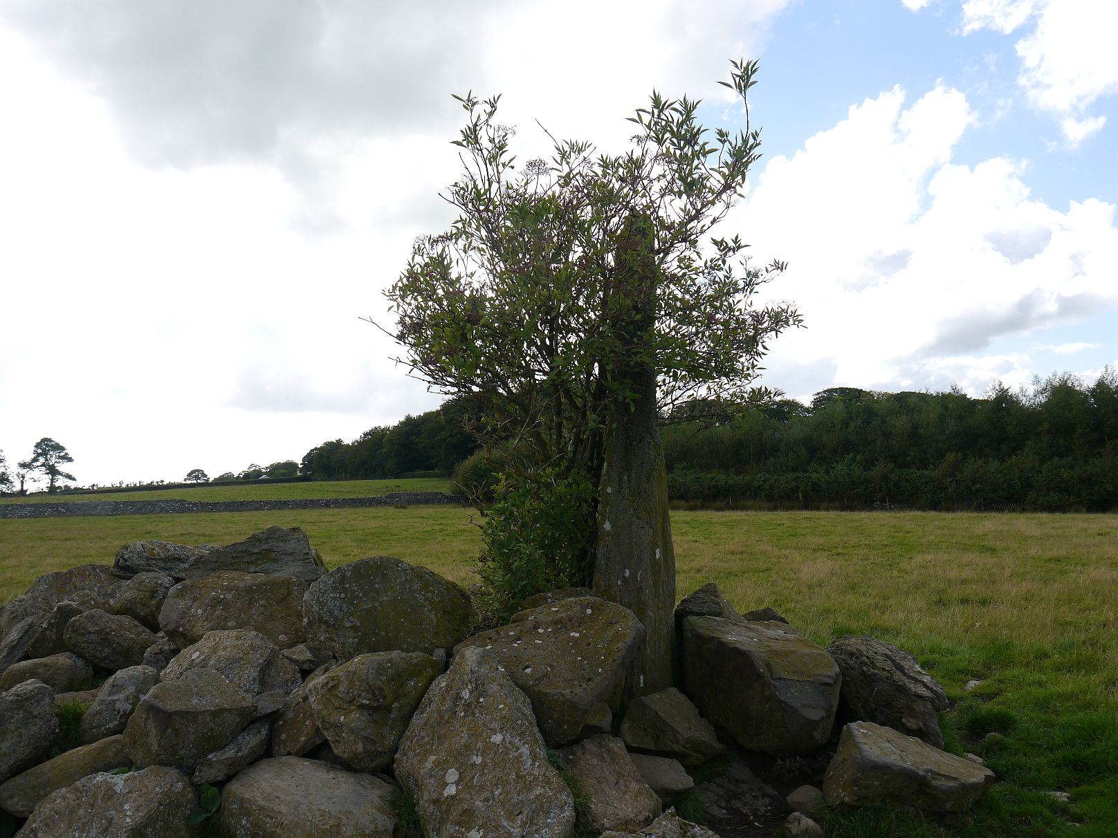 Image of Tyddyn Bach Standing Stone by Meic