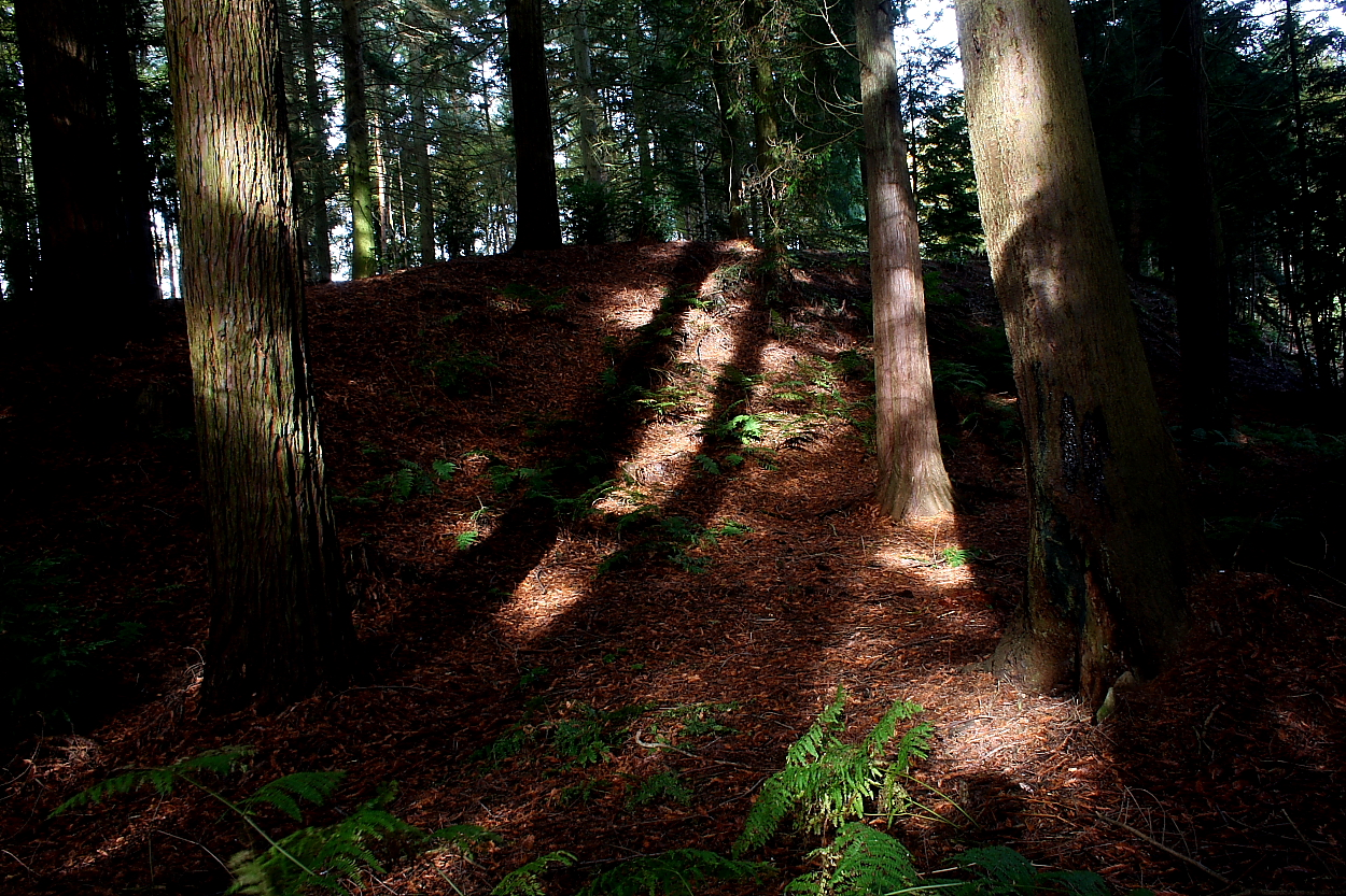 Image of Nesscliffe Hill Camp (Hillfort) by GLADMAN