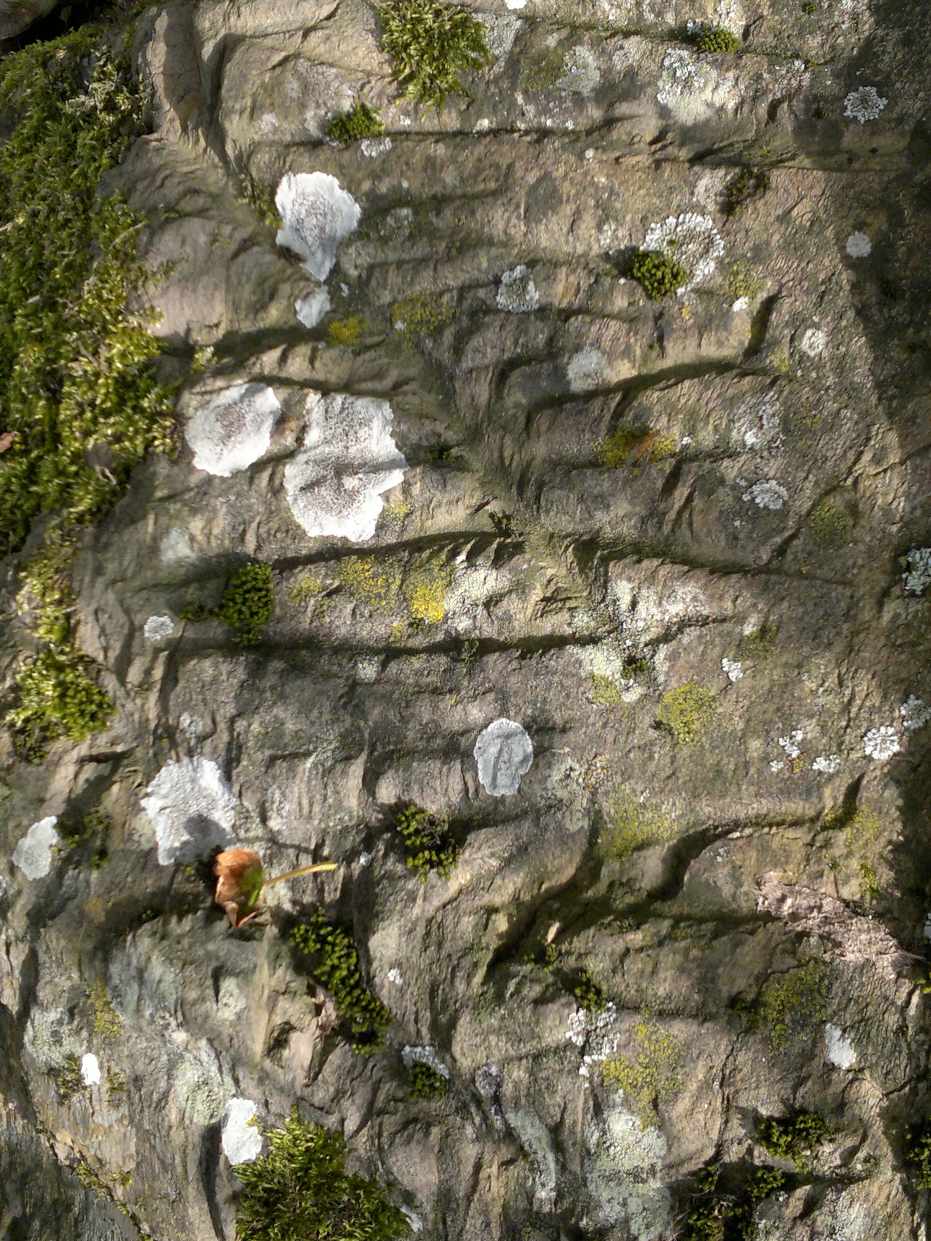 Image of The Wren’s Egg & Nest (Standing Stones) by spencer