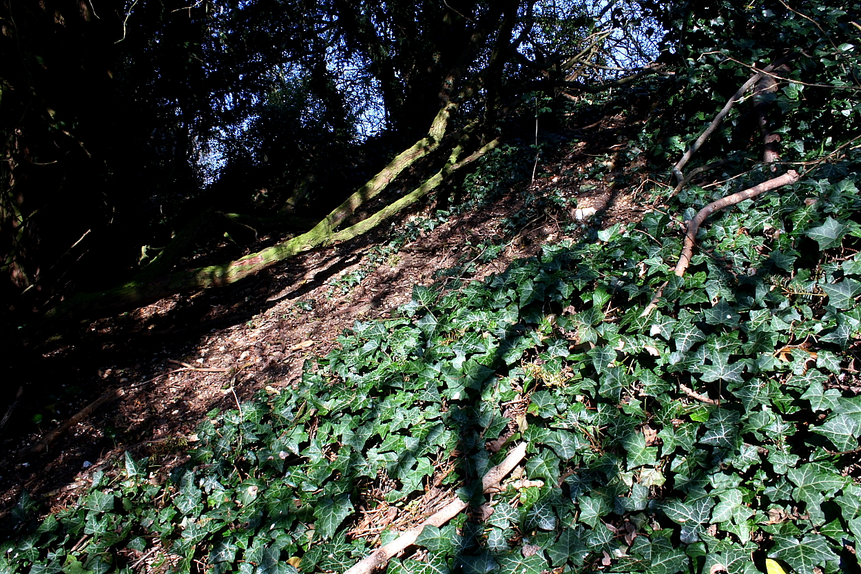Image of Bury Hill (Hillfort) by GLADMAN