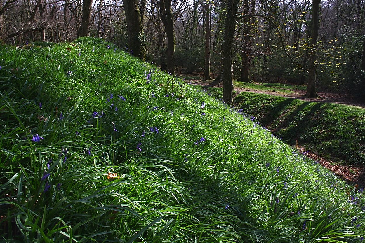 Image of Blackbury Camp (Hillfort) by GLADMAN