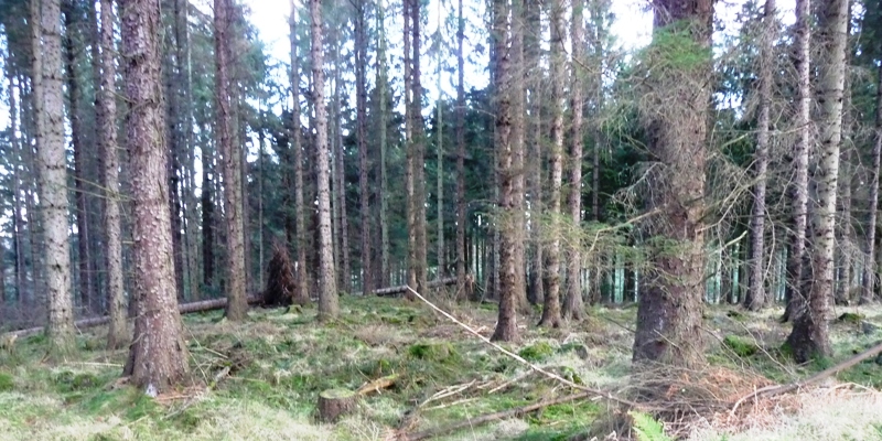 Image of Goauch Wood (Cairn(s)) by drewbhoy
