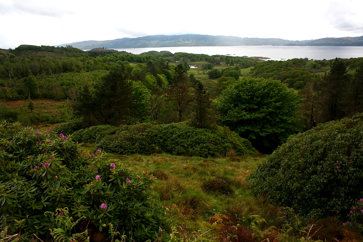 Image of Auchalick Wood (Hillfort) by GLADMAN