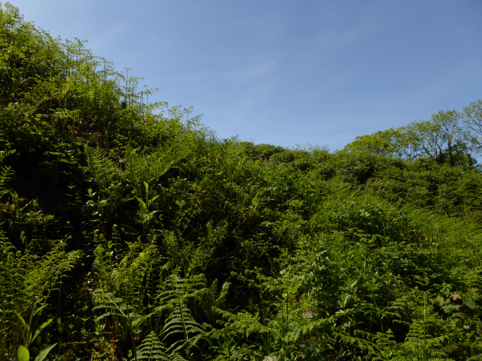 Image of Bishopston Valley (Promontory Fort) by thesweetcheat