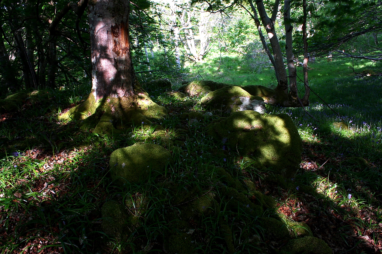 Image of Tongue Wood (Chambered Cairn) by GLADMAN