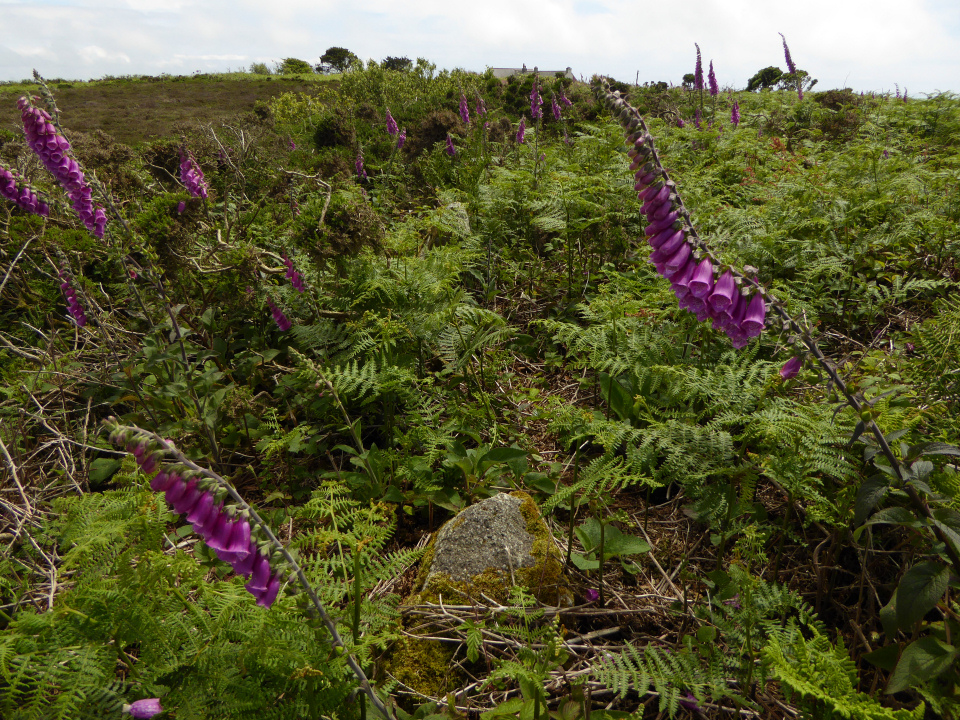 Image of Tregonning Hill (Kerbed Cairn) by thesweetcheat
