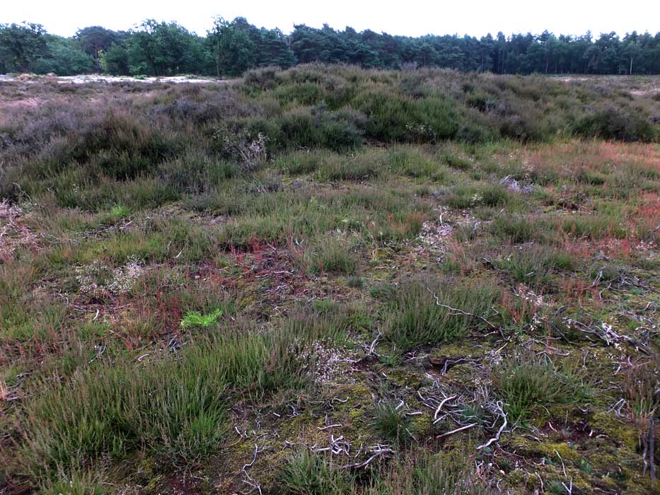 Image of Hoorneboegse Heide (Barrow / Cairn Cemetery) by LesHamilton
