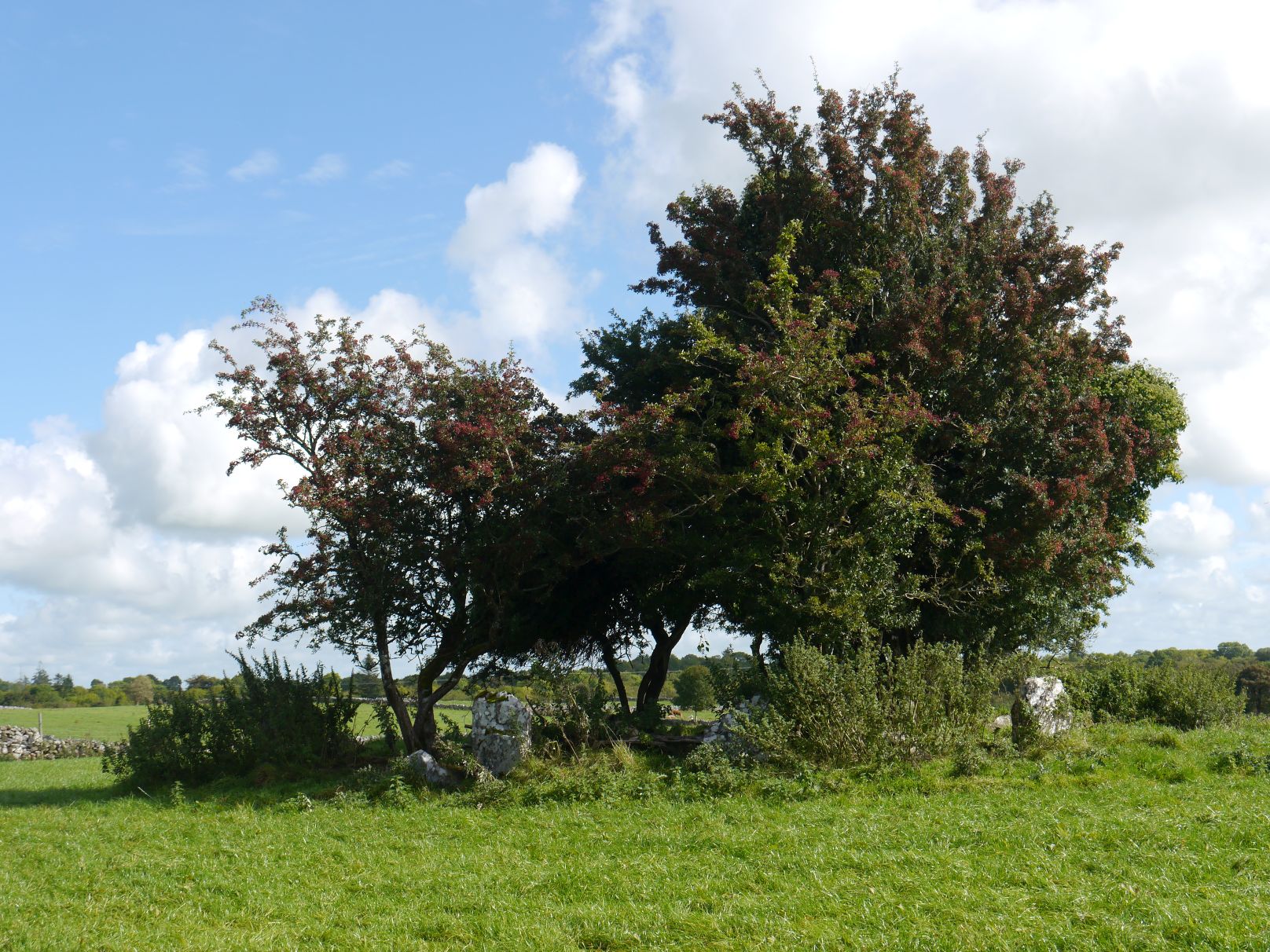 Image of Glebe 2 (Stone Circle) by Meic