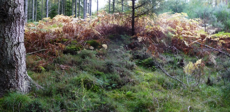 Image of Urchany (Kerbed Cairn) by drewbhoy