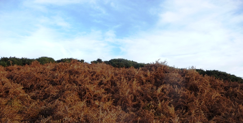 Image of Tullos Hill (Barrow) by drewbhoy