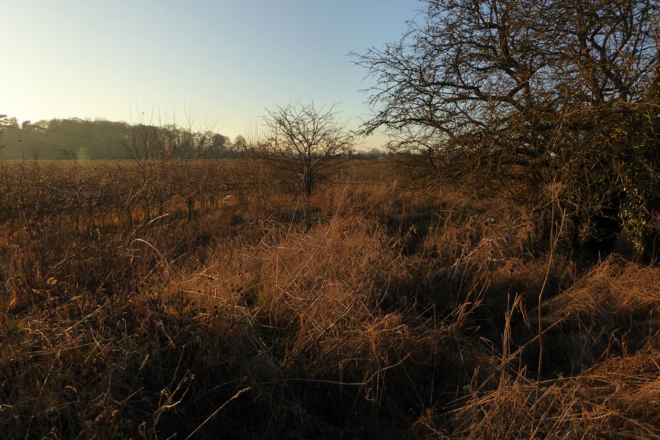 Image of Cow Common (Barrow / Cairn Cemetery) by thesweetcheat