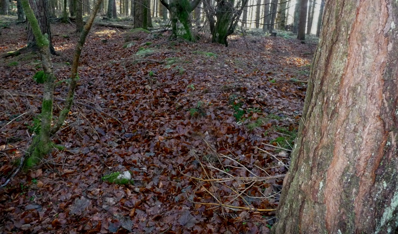 Image of Corsee Wood (Stone Setting) by drewbhoy