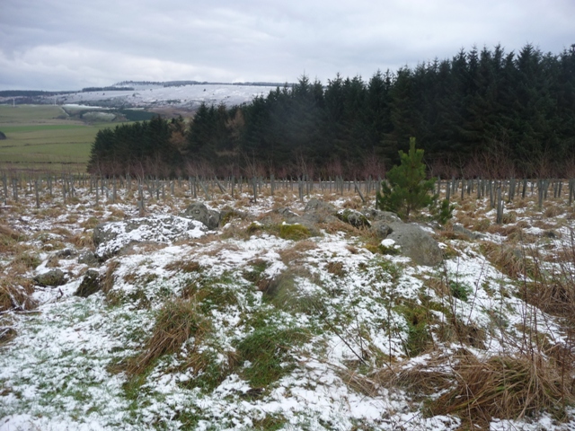 Image of East Hill Croft (Cairn(s)) by drewbhoy